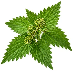 Ortiga — ingrediente de Prostix